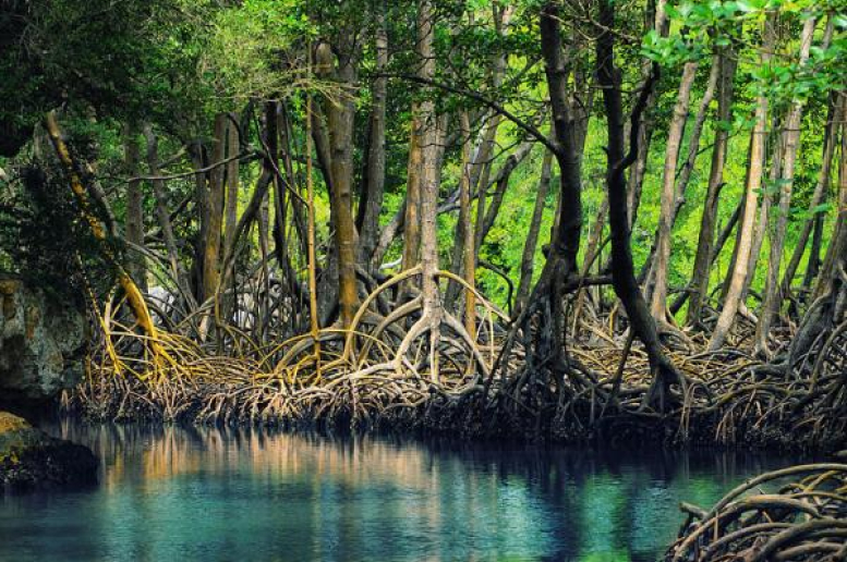 article-image-lahan